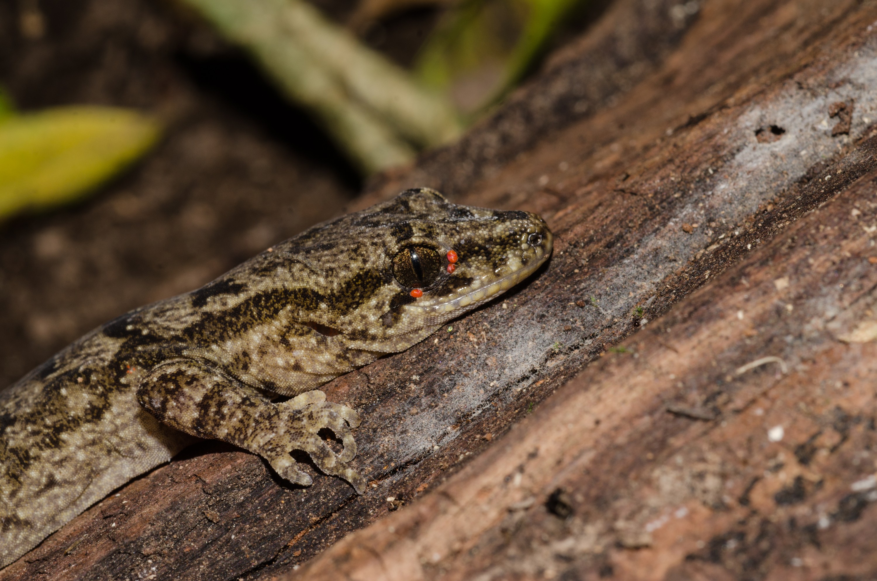 DSC_5989 – Pacific, gecko, Dactylocnemis, pacificus, lizard, poor, knights, islands, Crispin, reptiles, amphibians, rare, cold, blood, new, new zealand, zealand, nz